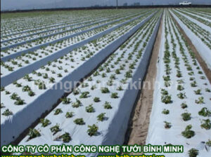Màng phủ nông nghiệp Bình Minh nguyên liệu sản xuất