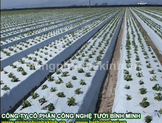 Màng phủ nông nghiệp Bình Minh nguyên liệu sản xuất