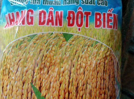 BAO BÌ ĐỰNG HẠT GIỐNG LÚA CHO VỤ MÙA MỚI