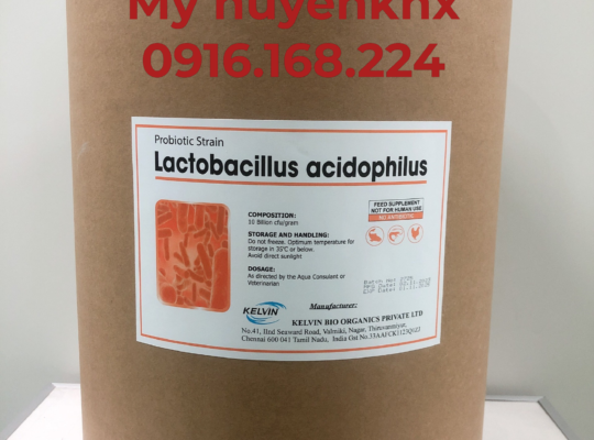 LACTOBACILLUS ACIDOPHILUS 10BN – MEN VI SINH ĐƯỜNG RUỘT CHO TÔM, CÁ