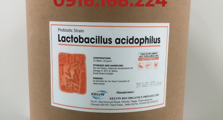 LACTOBACILLUS ACIDOPHILUS 10BN – MEN VI SINH ĐƯỜNG RUỘT CHO TÔM, CÁ