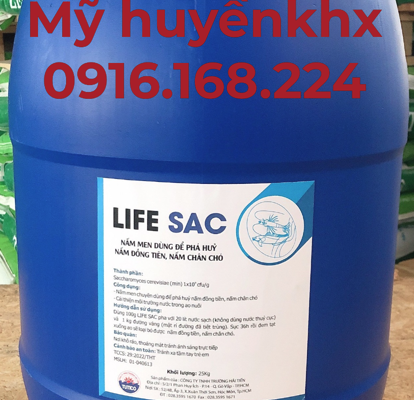 LIFE SAC: NẤM MEN DÙNG ĐỂ PHÂN HUỶ NẤM ĐỒNG TIỀN