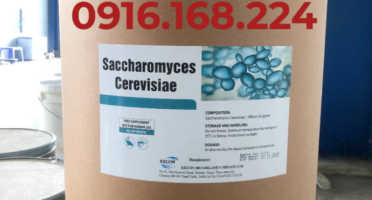 SACCHAROMYCES CEREVISIAE – Nấm men đậm đặc, nhập khẩu hãng Kelvin