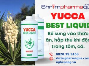 YUCCA BEST LIQUID : Yucca bổ sung vào thức ăn giúp Hấp thu khí độc