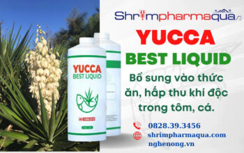 YUCCA BEST LIQUID : Yucca bổ sung vào thức ăn giúp Hấp thu khí độc