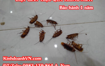 Dịch vụ diệt gián tại nhà, bảo hành 1 năm