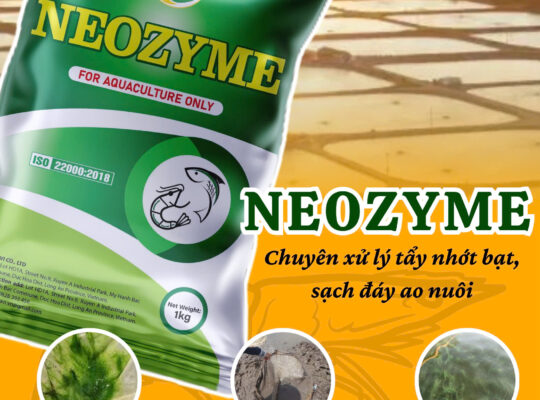 Enzyme tẩy nhớt bạt, xử lý nước ao nuôi tôm hiệu quả Neozyme